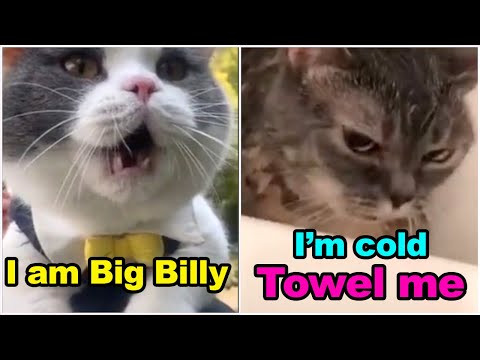 These Cats Can Speak English Better Than Hooman  😸 Funny Cats Compilation