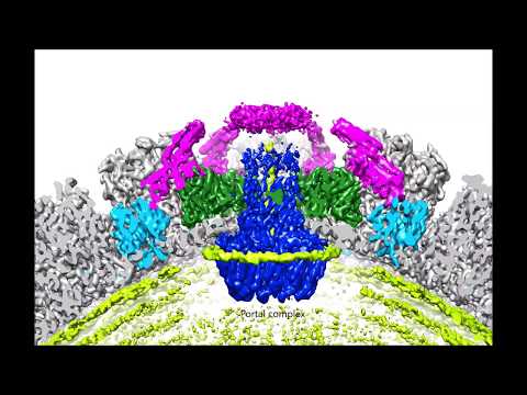 Structure of a herpesvirus