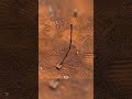 Use a stick, a rock, and 15 minutes to find north without a compass.#survivalhack #navigation