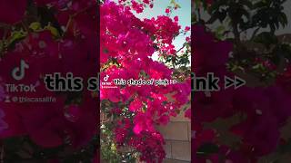 ✨🌺🩷#bugambilia #plants #outdoorplants #fy #youtubeshorts #shorts #momlife #explorepage #plantas