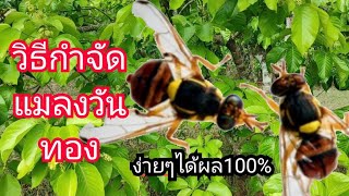 วิธีกำจัดแมลงวันทอง ทำง่ายๆได้ผล100%