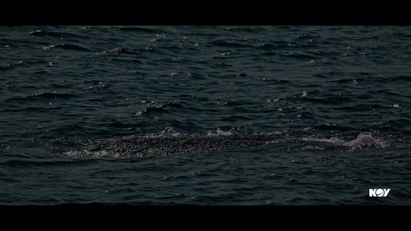 BLM jacking, skidding, and mooring systems