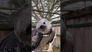 Harpy Eagle 🦅 World’s DEADLIEST Eagle