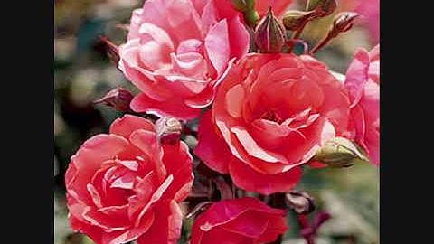 القارئ صلاح بوخاطر سورة الفجر Salah BuKhatir Surah Al-Fajr حالات واتساب ستوريات قرآن