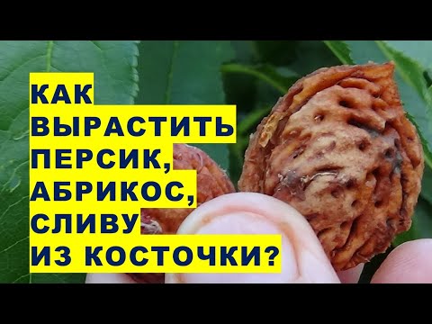 Video: Kaip iš sėklų išauginti mirabelės slyvas?