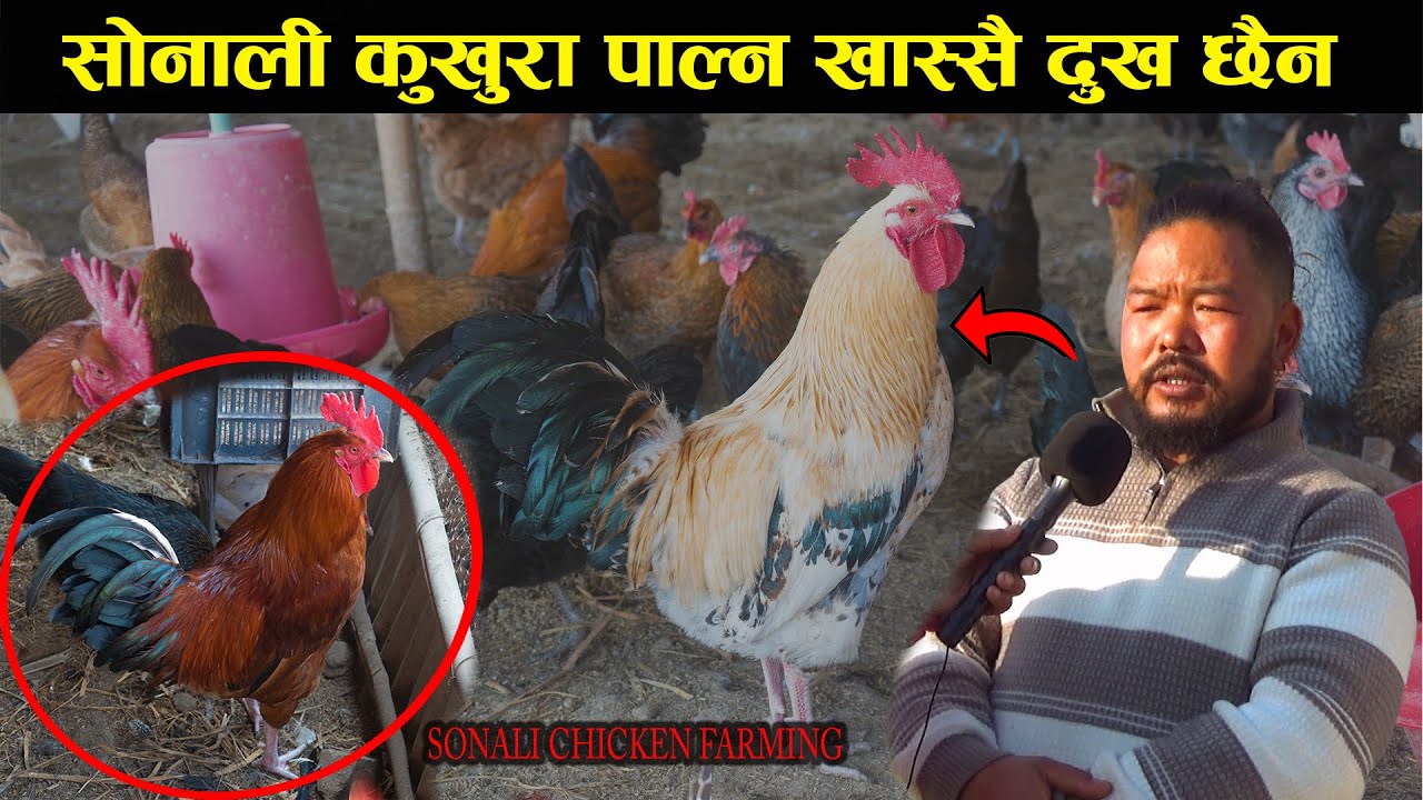 सोनाली कुखुरा पाल्नलाई दुख छैन | sonali chicken farming business plan | kukhura palan garne tarika