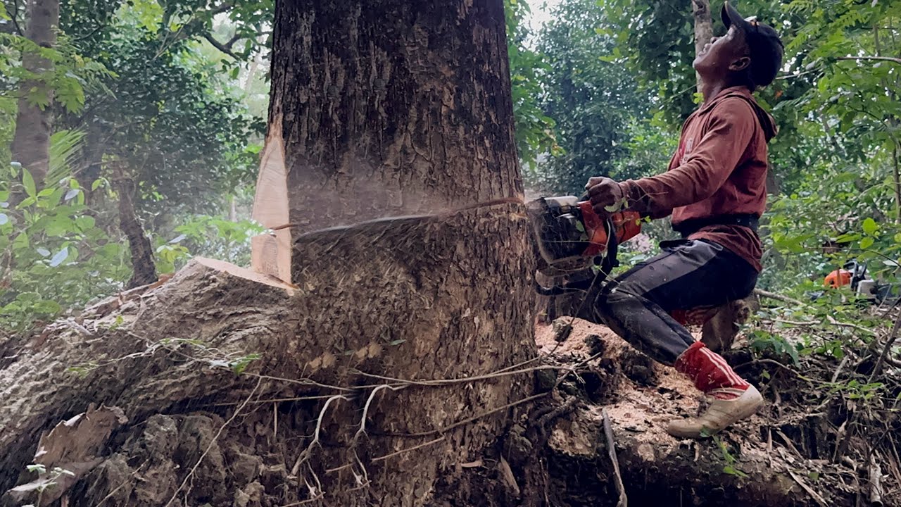 Tough place... Cutdown dangerous trees in 1 location ‼️ - YouTube