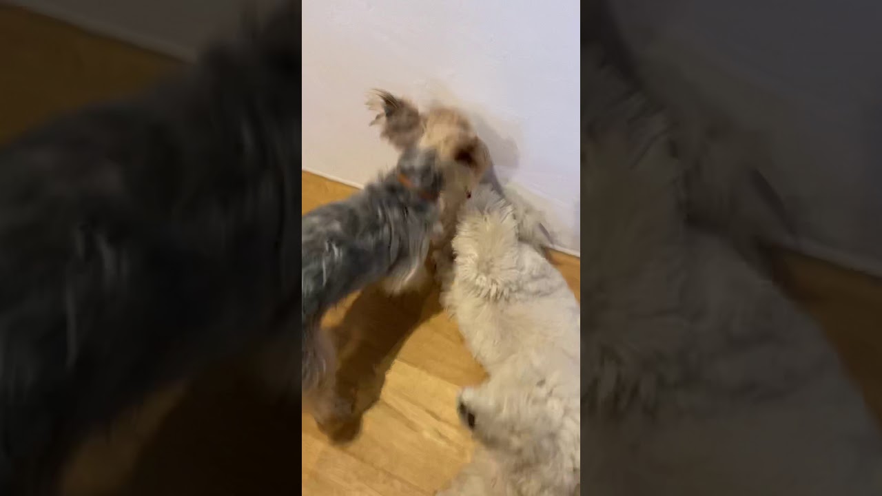 犬 喧嘩する Youtube 犬 喧嘩する Youtube