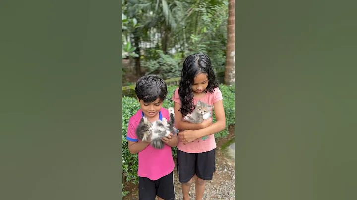 Watch the video about How Cute they are!!🥹🤍| Persian Cat | Doll Face Kittens | Home Pets | #shorts #trending #youtube