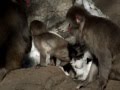 Slow motion.Baby monkey to fall.落下する子猿。高速度撮影。