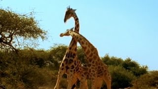 Viral Video: 'Most Violent Giraffe Fight Ever | Good Morning America | ABC News
