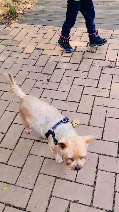 Seindi 😍     #shortsvideo #trending #youtubeshorts ##youtube #shortvideo #video #cute #dog #puppy