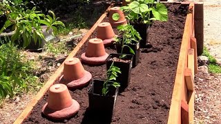 Drought Busting Ollas Part 2, Using Them in the Garden by Do It Yourselfer Home and Garden Guy 123,396 views 3 years ago 9 minutes, 14 seconds