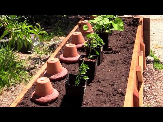 Garden irrigation - olla pots in place. — Steemit