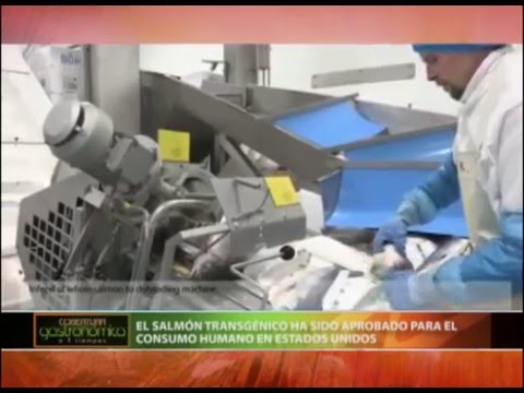 Vídeo: Las Autoridades Estadounidenses Han Reconocido Al Salmón Transgénico Como Inofensivo - Vista Alternativa