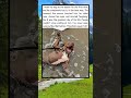 I took my dog to the beach for the first time. When the waves touched his paws, he rolled over.