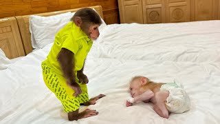 So touching! CUTIS secretly hide dad to do these things to Baby Monkey Mynu poor