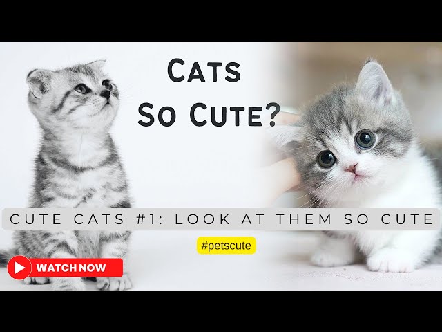 CatsCute #1: Nhìn Những Chú Mèo Nhỏ Đáng Yêu ???????? #babycats ...