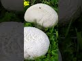 Головач мешковатый (Bovistella utriformis) short #shorts