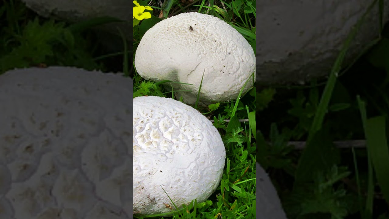 Головач мешковатый (Bovistella utriformis) short #shorts
