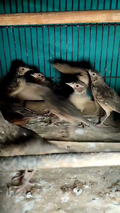 BRANJANGAN BORNEO READY DI KIOS LANGGENG JAYA #shortvideo #pasarburungpramuka #branjangan