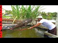 AIR JAWS PET CATFISH JUMPS Clear OUT of POND! **Empty the Pond**