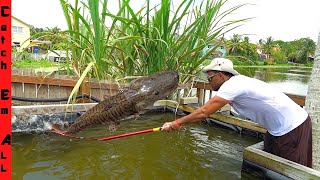 AIR JAWS PET CATFISH JUMPS Clear OUT of POND! **Empty the Pond**