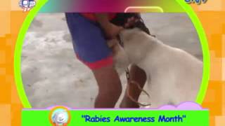 Rabies Awareness Month