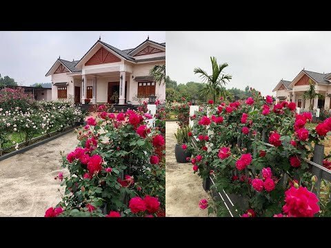 Video Vườn hoa hồng đẹp nhất Việt Nam, ít người có thể trồng... - youtube