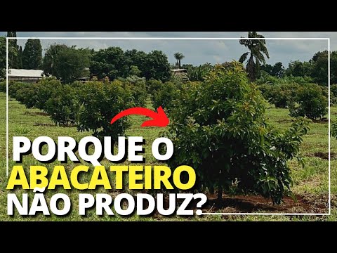 Vídeo: Sem frutas em um abacateiro: o que fazer quando um abacate não produz frutas