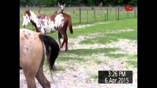 DONKEY Mounts Horse In Heat DONKEY Mounts Horse In Heat