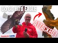 MY RC EAGLE ATTACKED BY BIRD OF PREY !!! Go Go Bird EAGLE RC Ornithopter | FLIGHT TEST