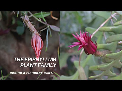 The Epiphyllum Plant Family | Fishbone Cactus & Orchid Cacti