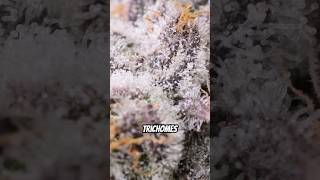As a new grower, NEVER force a harvest date