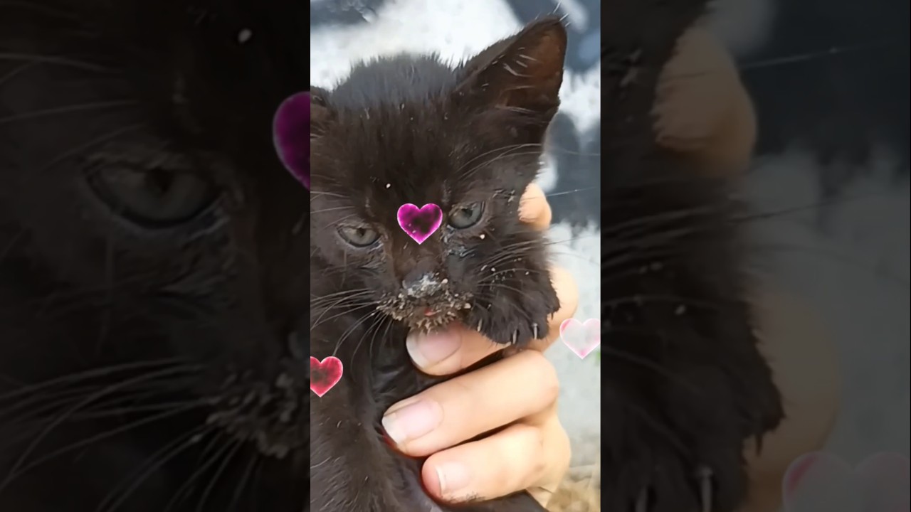 Always help street cats in need-You might be their only hope!🐾 