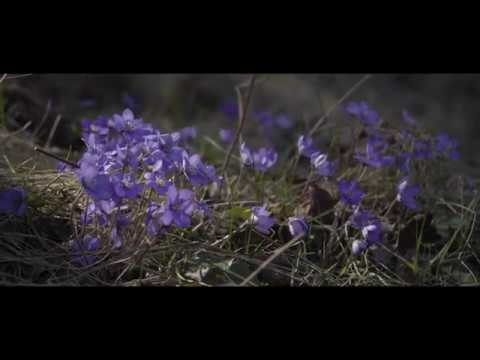 Spring Flower 2020 Liverleaf (Hepatica) Blåsippor