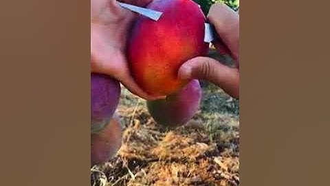 سورة الرحمن بصوت جميل، القارئ هشام الهراز حفظه الله  Surah Ar-Rahman by Qari Hicham Herraz