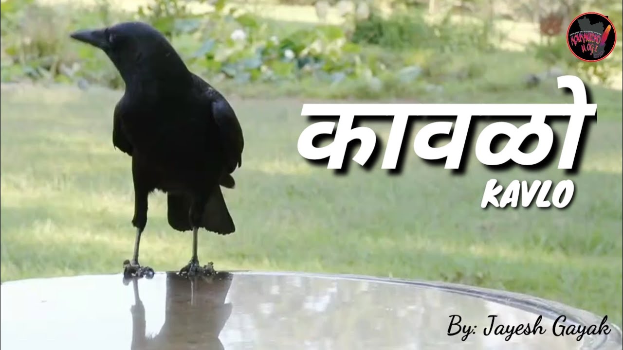 KAVLO (Crow) Konkani Poem by Jayesh Gayak | Konkanicho Mogi | save birds | konkani kavita |