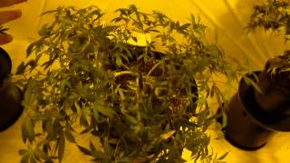 Training 1+ POUND Cannabis Plants