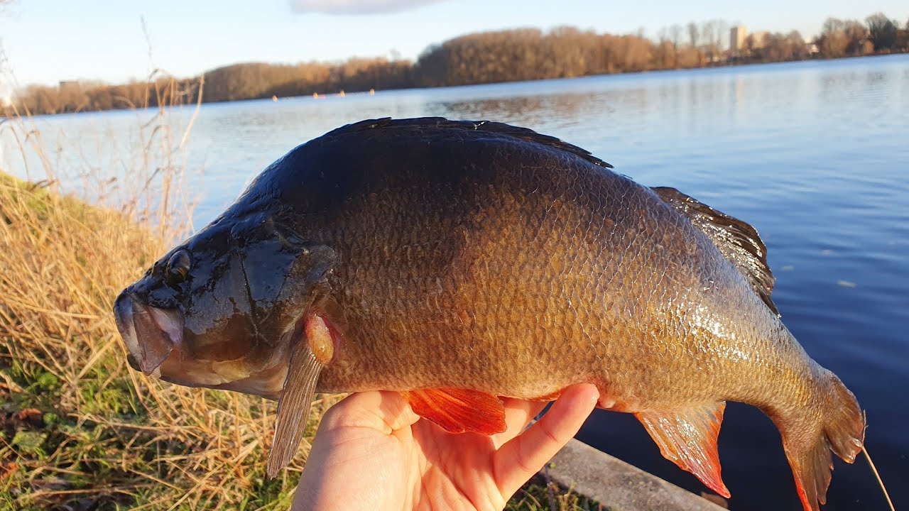 Как я ищу ОГРОМНОГО ОКУНЯ осенью/зимой с БЕРЕГА
