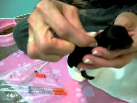 Priceless Yorkie Puppy Sub-Q Fluids Tutorial Video