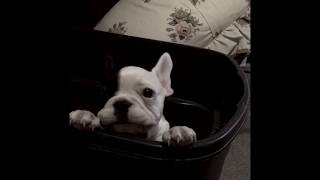 Fussy little Frenchie is a real talker! (French Bulldog puppy)