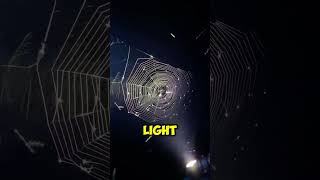 This spider web trap is insane 🕷