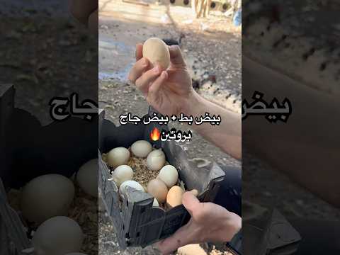 فطور صحي كلو بروتين بيض بط