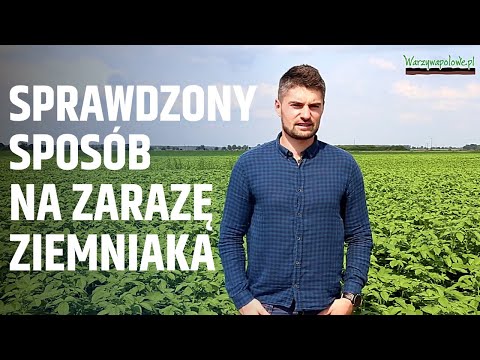 Wideo: Kiedy należy spryskać ziemniaki na zarazę?