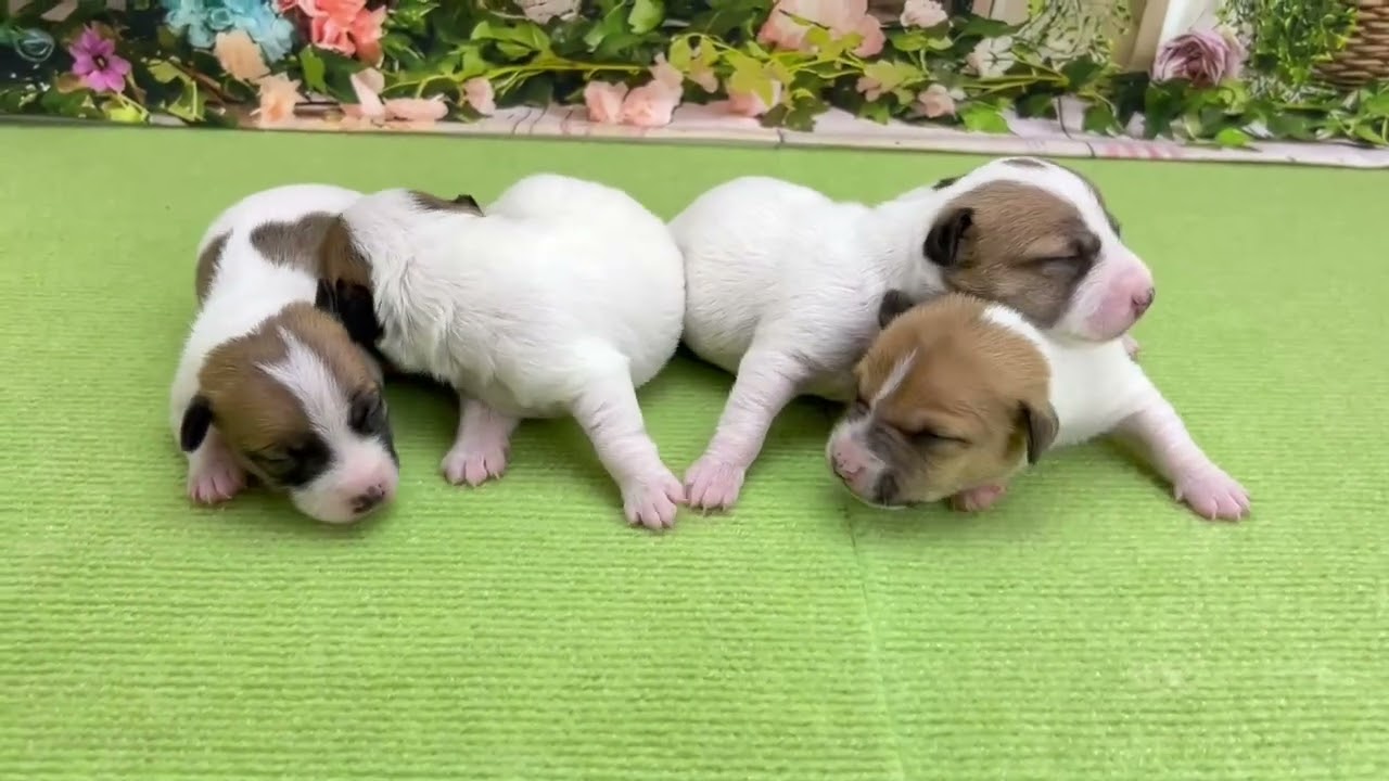 ジャックラッセルテリアの子犬（オス♂） 霧島店｜ペットショップCoo＆RIKU