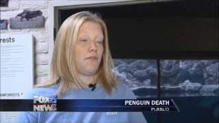 World's oldest African penguin dies at Colorado zoo