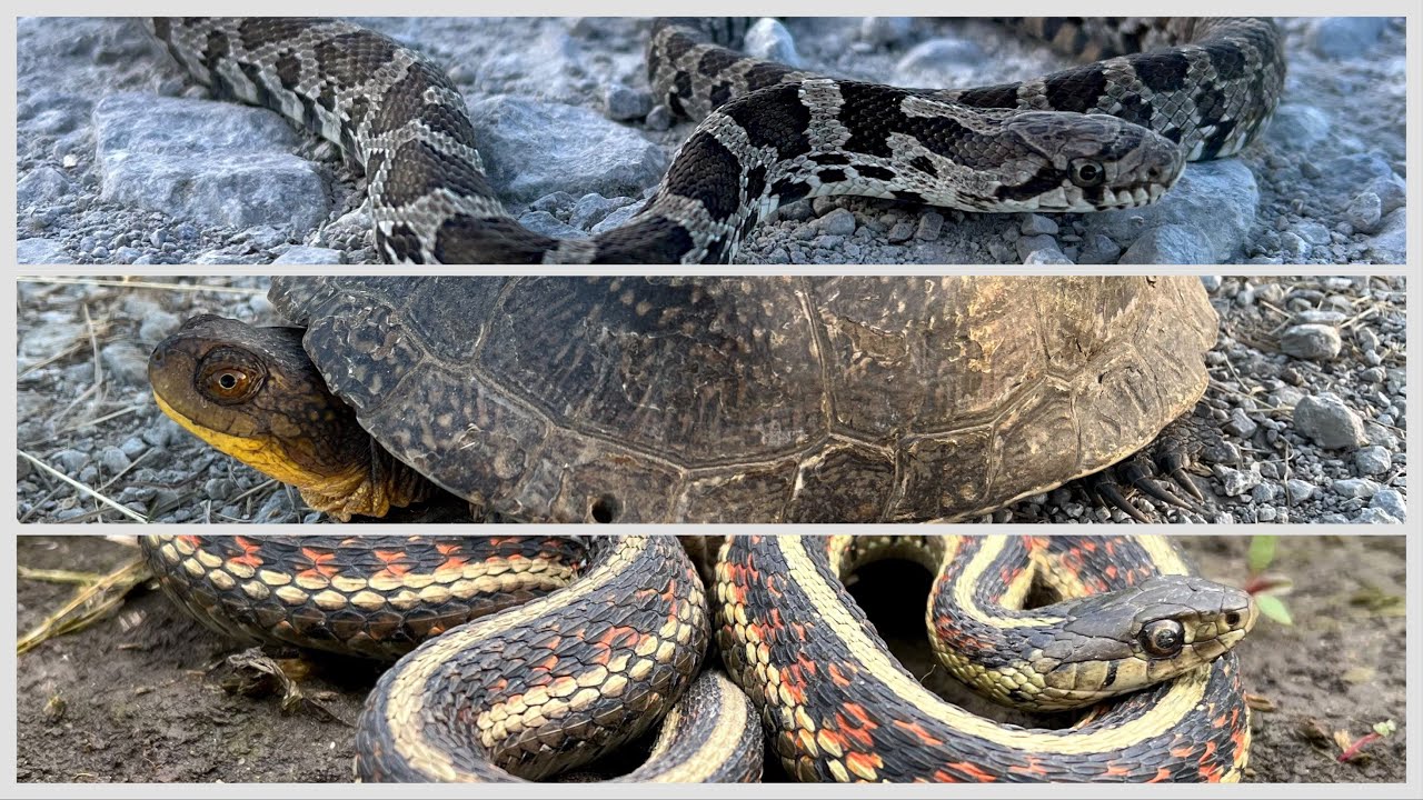 Road cruising for snakes in Northwest Missouri 