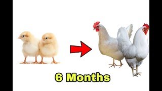Growth of Chickens ( A Cute Story )