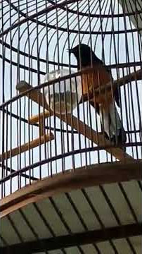 Murai Medan durasi pendek